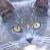 :icontomocus81: