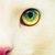:icontomothecrazycat: