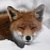 :icontomrowley: