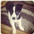 :icontomsparrot: