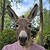 :icontomtom888:
