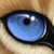 :icontonny86: