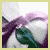 :icontoo-chic: