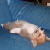 :icontoo-shay: