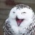 :icontoo00t:
