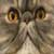 :icontoothyone: