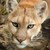 :icontopazcat511: