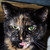 :icontopherseal: