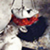 :icontopo-gfx: