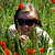 :iconToraFFS: