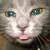 :icontori-crazy-cat: