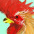 :icontori-meshi: