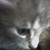 :icontorinbumblebee: