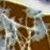 :icontorn-ragdoll: