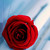 :icontornado76f: