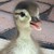 :icontornangel82: