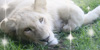 :icontoronto-zoo-lovers: