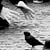 :icontorrynado: