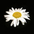 :icontoruworld: