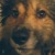 :icontoshathedog: