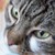 :icontoshkitty14: