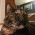 :icontotalringer: