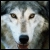 :icontotemwolfie: