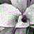 :icontoto198698: