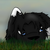 :icontotothepuppy: