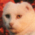:icontotten: