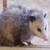 :icontouchdownpossum: