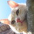 :icontoulouse-and-co: