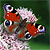 :icontournesol: