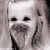 :iconTourniKit: