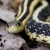 :icontoxic-snake-room: