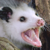 :icontoxicbreeze: