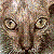 :icontoxicidiot: