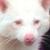 :icontoxicmoron:
