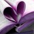 :icontoxicstudios: