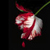 :icontoxicwitchling: