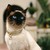 :icontoylandpictures: