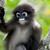 :icontrachypithecus: