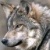 :icontrackerdog: