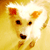 :icontracyliang1989:
