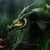 :icontragacanth: