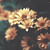 :icontragically-hipster: