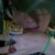 :iconTragicInnocence: