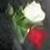 :icontragycbeauty: