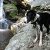 :icontrailpups: