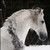 :icontralissaandalusians: